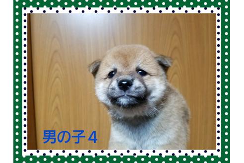 成約済の長崎県の豆柴-36631の1枚目