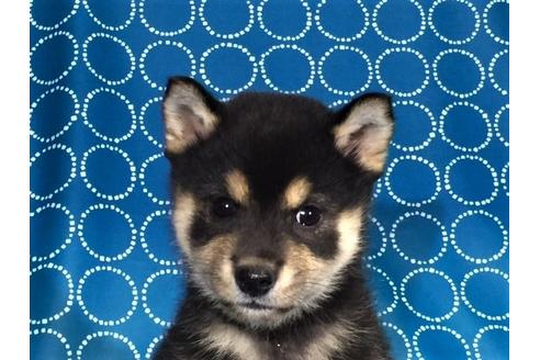 成約済の愛知県の柴犬-35305の1枚目