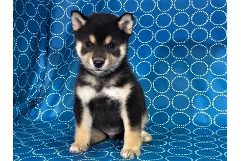成約済の愛知県の柴犬-35305の2枚目