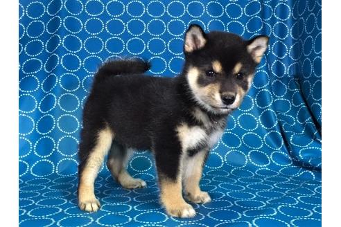 成約済の愛知県の柴犬-35305の3枚目