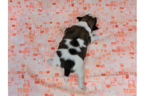 成約済の千葉県のパピヨン-38532の1枚目