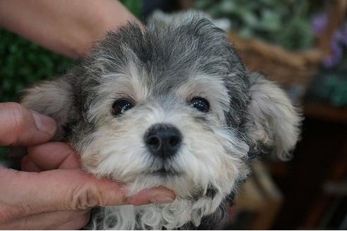 成約済の京都府のトイプードル-38547の3枚目