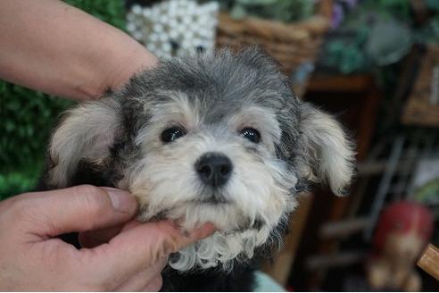 成約済の京都府のトイプードル-38547の2枚目