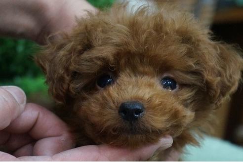 成約済の京都府のトイプードル-38550の3枚目