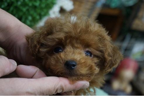 成約済の京都府のトイプードル-38550の2枚目