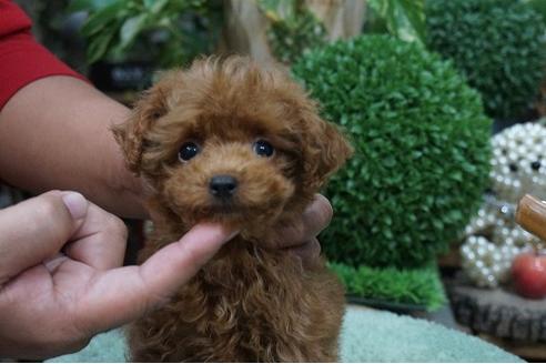 成約済の京都府のトイプードル-38550の1枚目