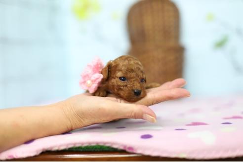 成約済の大分県のトイプードル-38596の3枚目