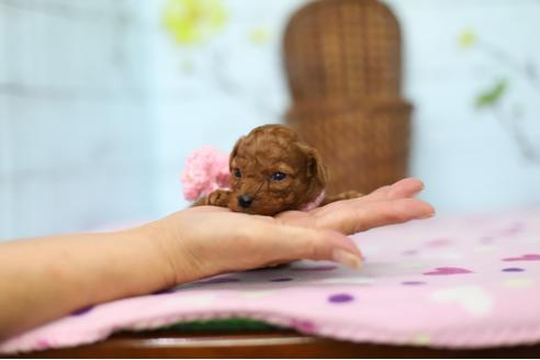 成約済の大分県のトイプードル-38596の4枚目