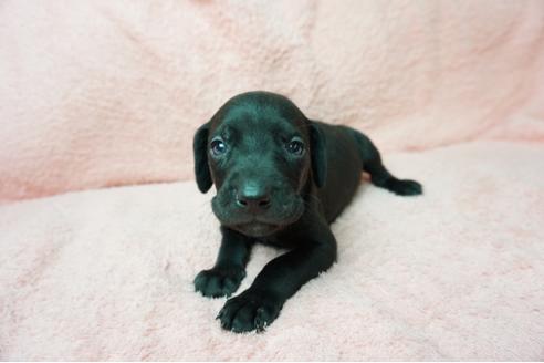 成約済の奈良県のミックス犬-38599の5枚目