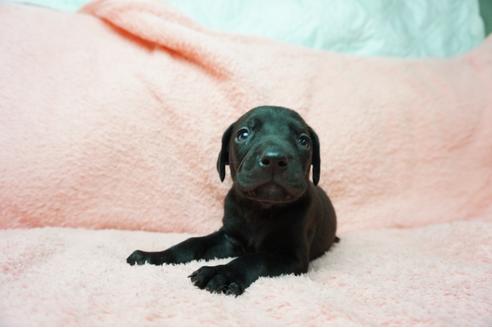 成約済の奈良県のミックス犬-38599の1枚目