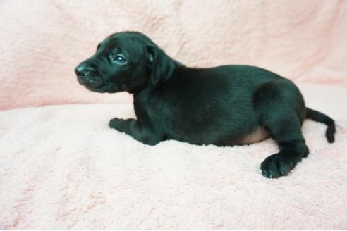 成約済の奈良県のミックス犬-38599の2枚目