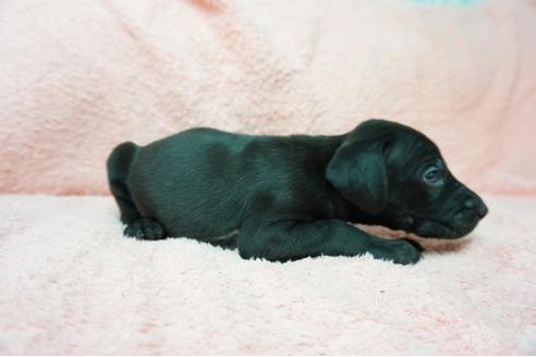 成約済の奈良県のミックス犬-38599の4枚目