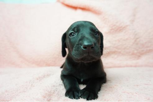 成約済の奈良県のミックス犬-38600の5枚目