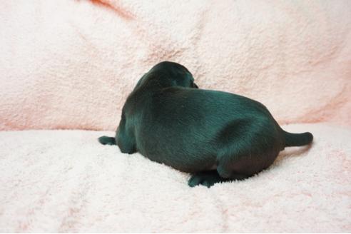 成約済の奈良県のミックス犬-38600の2枚目