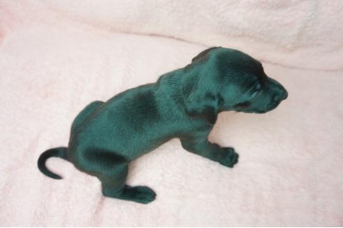 成約済の奈良県のミックス犬-38600の3枚目