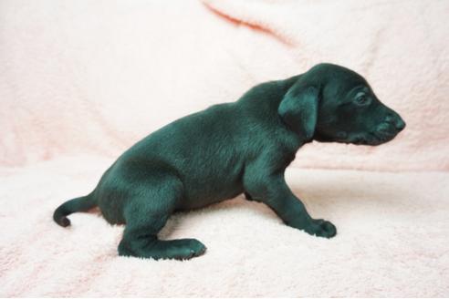 成約済の奈良県のミックス犬-38600の4枚目