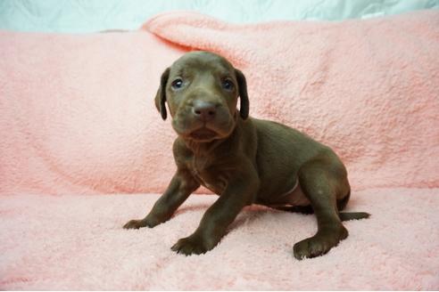 成約済の奈良県のミックス犬-38601の4枚目