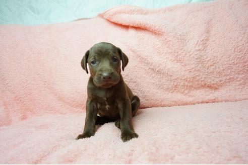 成約済の奈良県のミックス犬-38601の5枚目