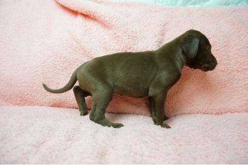 成約済の奈良県のミックス犬-38601の1枚目