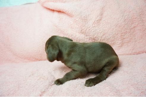 成約済の奈良県のミックス犬-38601の3枚目