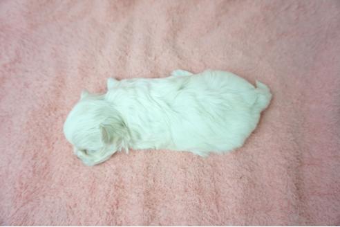 成約済の奈良県のマルチーズ-38602の2枚目