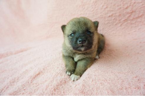 成約済の奈良県の柴犬-38604の1枚目