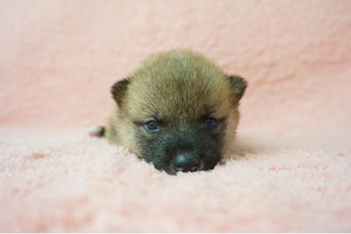 成約済の奈良県の柴犬-38604の2枚目