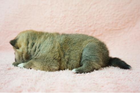 成約済の奈良県の柴犬-38604の3枚目