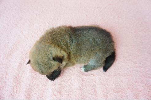 成約済の奈良県の柴犬-38604の4枚目