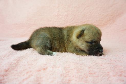 成約済の奈良県の柴犬-38604の5枚目