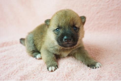 成約済の奈良県の柴犬-38605の3枚目