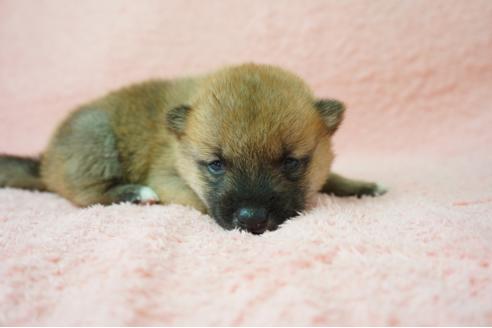 成約済の奈良県の柴犬-38605の4枚目