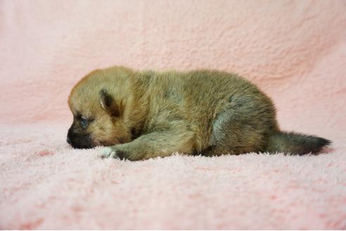 成約済の奈良県の柴犬-38605の5枚目