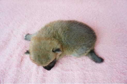 成約済の奈良県の柴犬-38605の1枚目