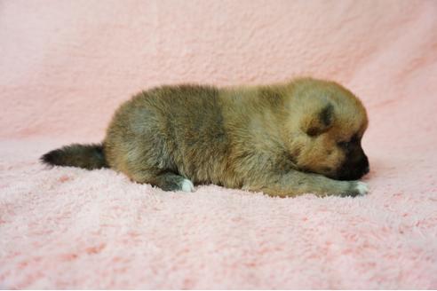 成約済の奈良県の柴犬-38605の2枚目