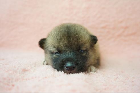 成約済の奈良県の柴犬-38606の1枚目