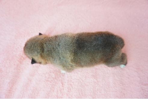 成約済の奈良県の柴犬-38606の3枚目