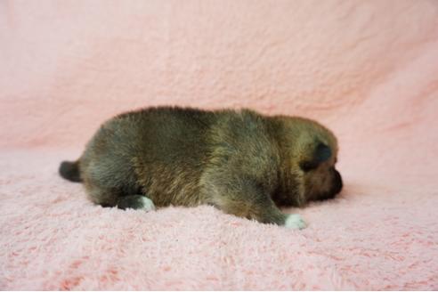 成約済の奈良県の柴犬-38606の4枚目