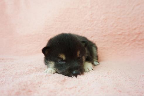 成約済の奈良県の柴犬-38607の1枚目