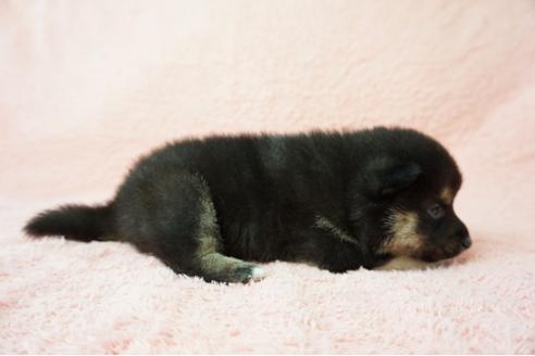 成約済の奈良県の柴犬-38607の4枚目