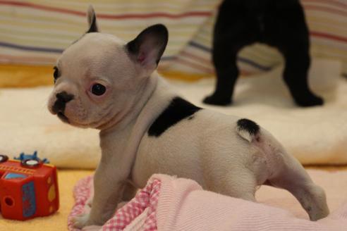 成約済の愛知県のフレンチブルドッグ-36158の1枚目