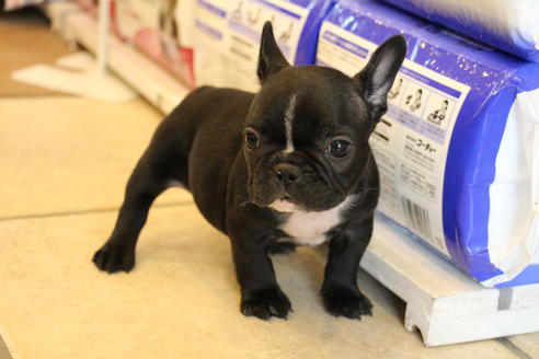 成約済の愛知県のフレンチブルドッグ-36156の1枚目