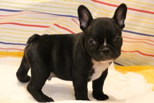 成約済の愛知県のフレンチブルドッグ-36157の1枚目