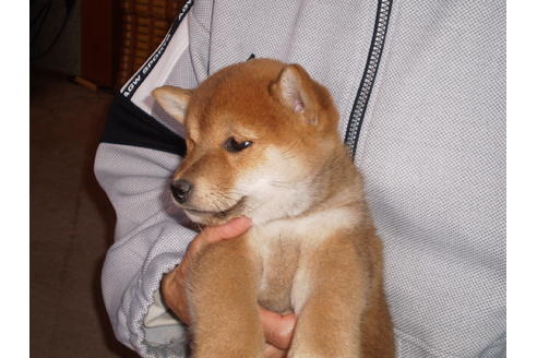 成約済の三重県の柴犬-36841の3枚目
