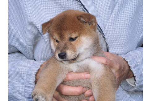 成約済の三重県の柴犬-36841の2枚目