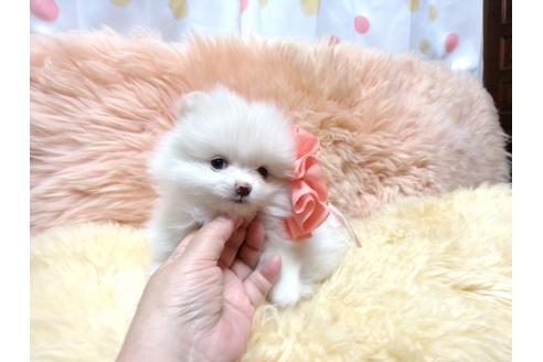 成約済の愛知県のポメラニアン-38638の3枚目