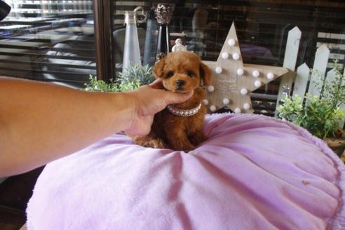 成約済の埼玉県のトイプードル-38652の1枚目