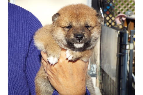成約済の埼玉県の柴犬-38680の3枚目