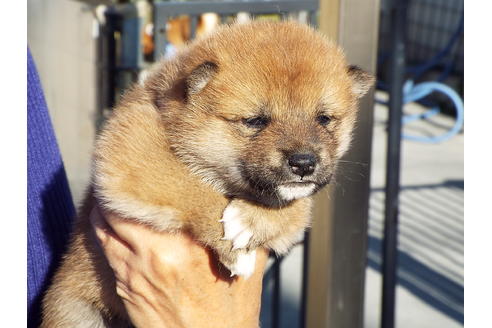 成約済の埼玉県の柴犬-38680の2枚目