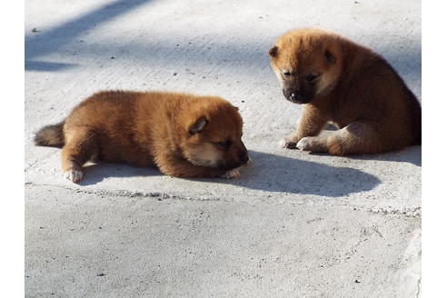 成約済の埼玉県の柴犬-38680の1枚目
